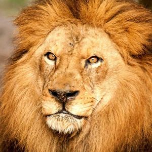 Meet your Posher, Shaka